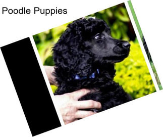 Poodle Puppies