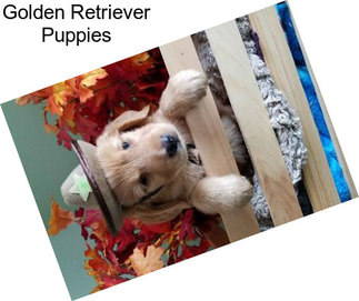 Golden Retriever Puppies