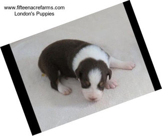 Www.fifteenacrefarms.com London\'s Puppies