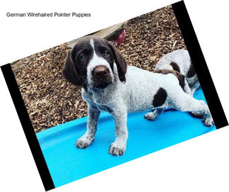 German Wirehaired Pointer Puppies