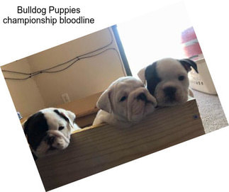 Bulldog Puppies championship bloodline