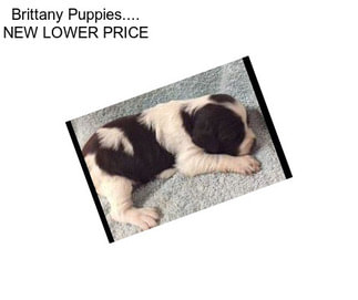 Brittany Puppies.... NEW LOWER PRICE