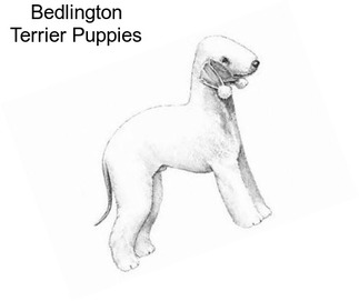 Bedlington Terrier Puppies