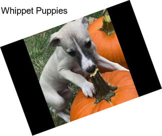 Whippet Puppies