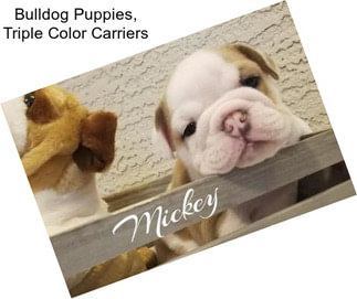 Bulldog Puppies, Triple Color Carriers