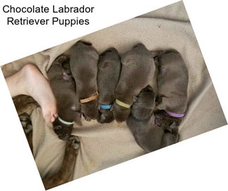 Chocolate Labrador Retriever Puppies