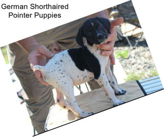 German Shorthaired Pointer Puppies