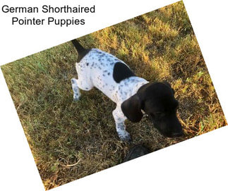 German Shorthaired Pointer Puppies