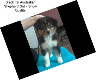 Black Tri Australian Shepherd Girl - Show Quality