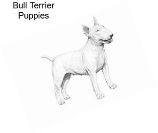 Bull Terrier Puppies