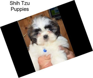 Shih Tzu Puppies