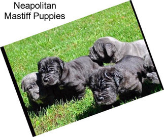 Neapolitan Mastiff Puppies