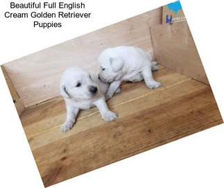 Beautiful Full English Cream Golden Retriever Puppies