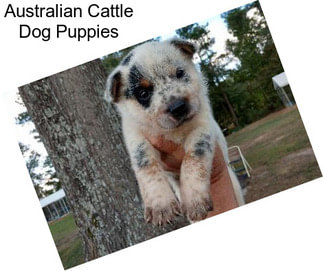 Australian Cattle Dog Puppies