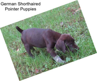 German Shorthaired Pointer Puppies