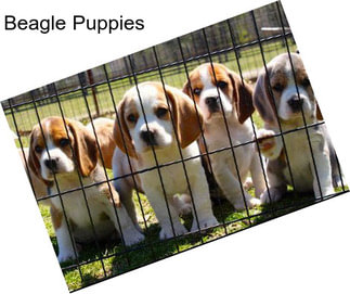 Beagle Puppies