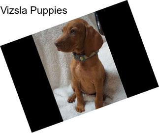 Vizsla Puppies