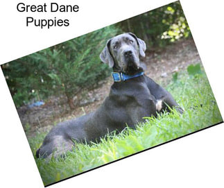 Great Dane Puppies