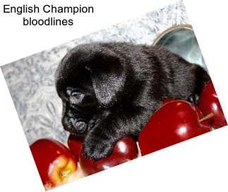 English Champion bloodlines