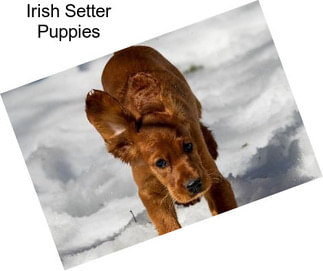 Irish Setter Puppies