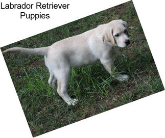 Labrador Retriever Puppies