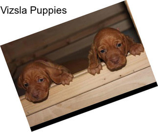 Vizsla Puppies