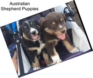 Australian Shepherd Puppies