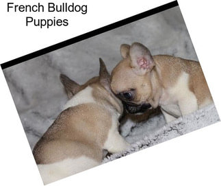 French Bulldog Puppies