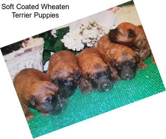 Soft Coated Wheaten Terrier Puppies