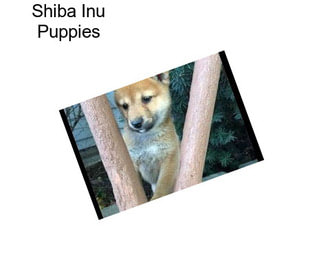 Shiba Inu Puppies