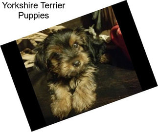 Yorkshire Terrier Puppies