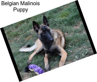 Belgian Malinois Puppy