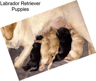 Labrador Retriever Puppies