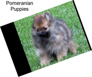 Pomeranian Puppies