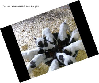 German Wirehaired Pointer Puppies