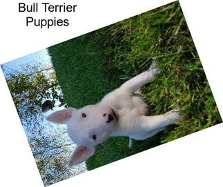 Bull Terrier Puppies