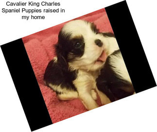 Cavalier King Charles Spaniel Puppies raised in my home