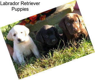 Labrador Retriever Puppies