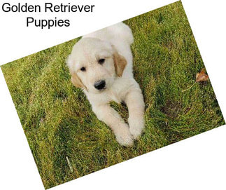 Golden Retriever Puppies