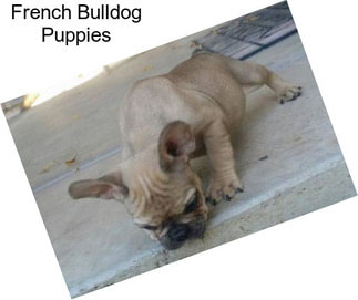 French Bulldog Puppies