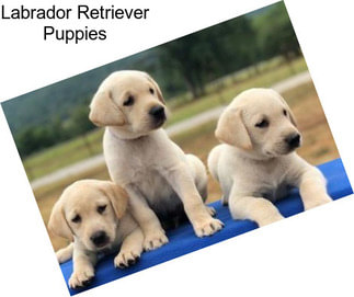 Labrador Retriever Puppies