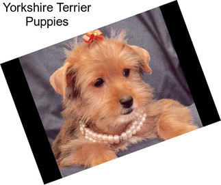 Yorkshire Terrier Puppies