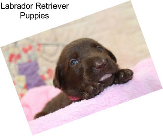 Labrador Retriever Puppies