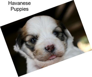 Havanese Puppies