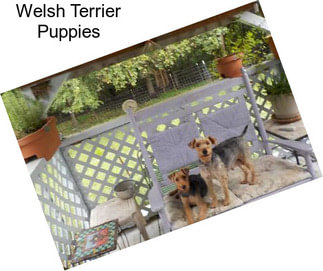 Welsh Terrier Puppies