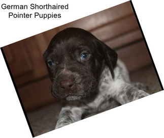 German Shorthaired Pointer Puppies