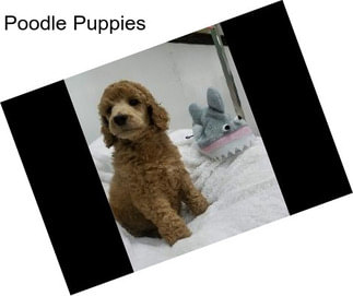 Poodle Puppies