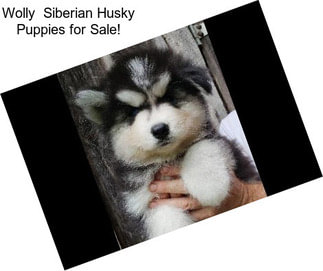 Wolly  Siberian Husky Puppies for Sale!