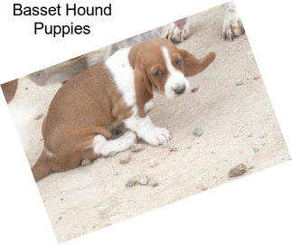 Basset Hound Puppies