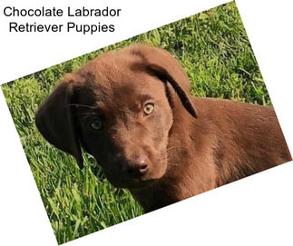 Chocolate Labrador Retriever Puppies